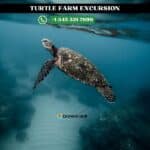Grand Cayman Turtle Farm Excursion