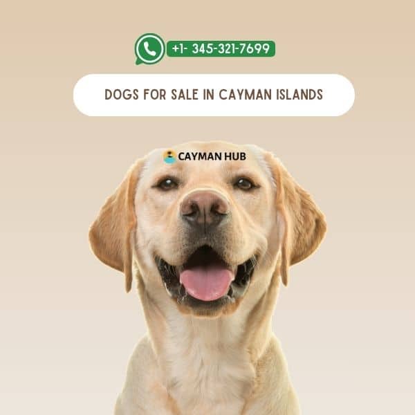 DOGS FOR SALE IN CAYMAN ISLANDS