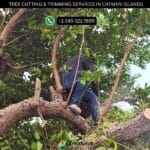 Tree Cutting and Trimming Services Cayman Islands